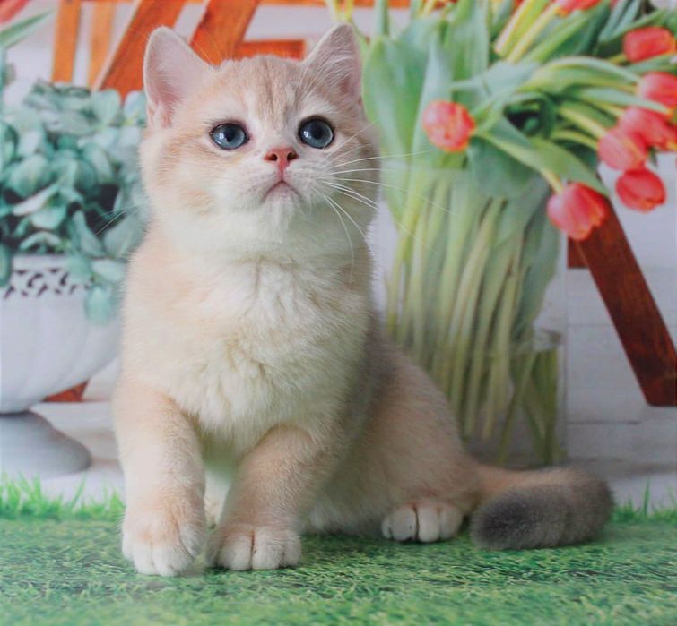 Найяскравіше забарвлення - голубе золото, британський котик