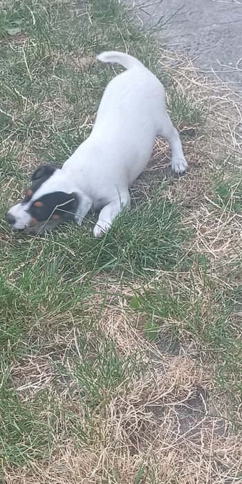 Джек Рассел тер'єр