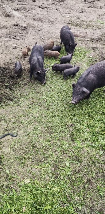 Свині Поросята В'єтнамські Кармали