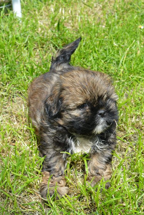 Shih Tzu  śliczny Piesek