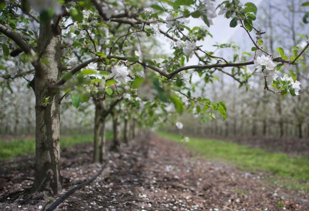 Linia kroplująca nawadnianie wiśni wiśnie emitery 33cm borówka Sady