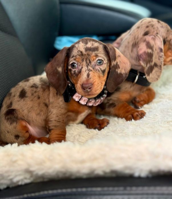 Шоколадний мрамор таксята міні , та кролячі.