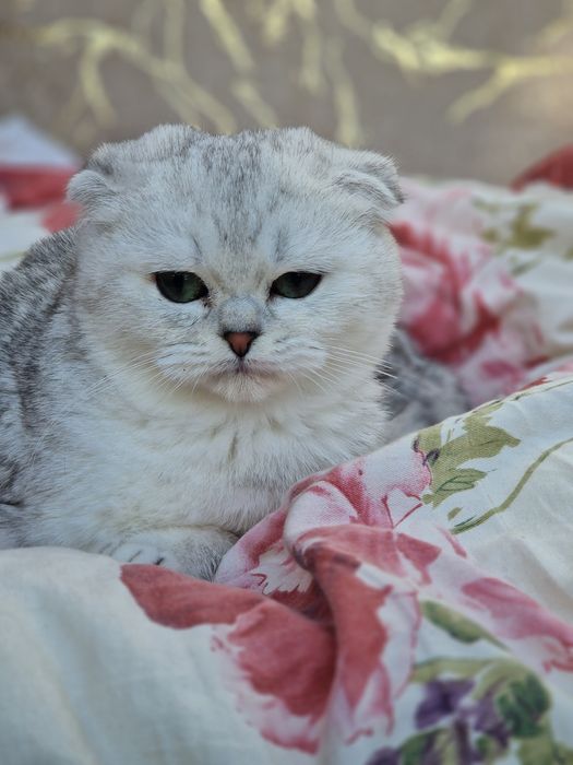 Kotka szkocka zwisłoucha srebrna pręgowana krótkowłosa