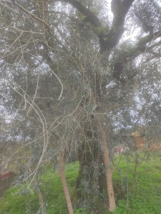 Oliveiras para cortar