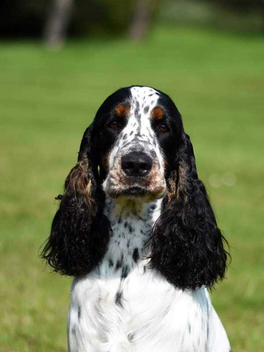 Springer Spaniel Angielski