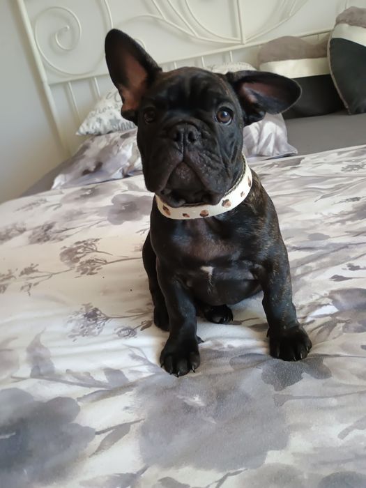 Buldog Francuski Marengo piesek Carlos