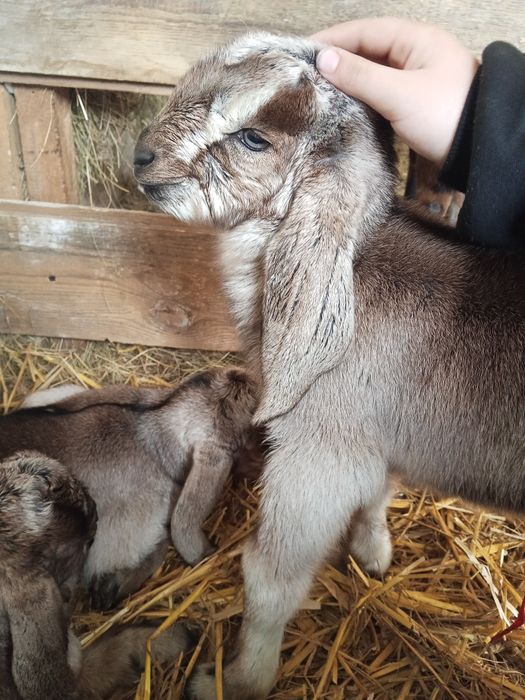 Koziołek Kozioł anglonubijski