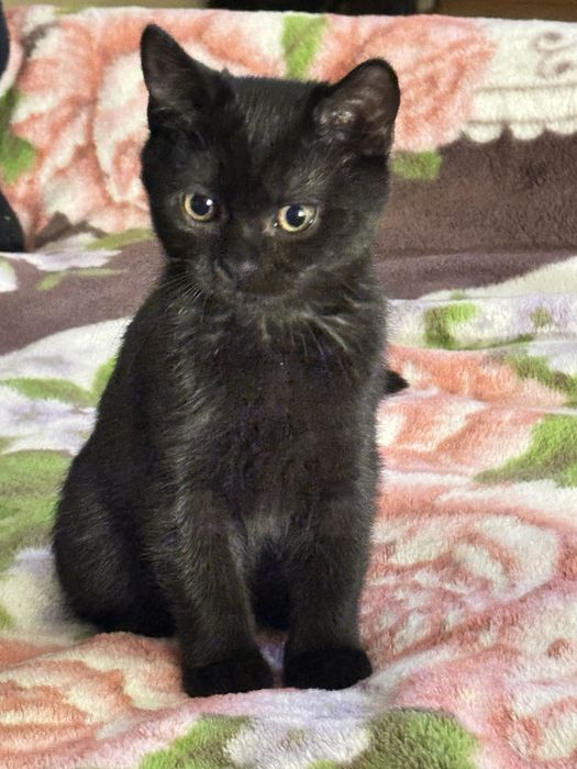 Два курносики котики