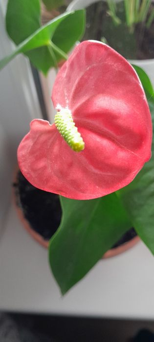 Артуріум червоний.  Чоловіче щастя.