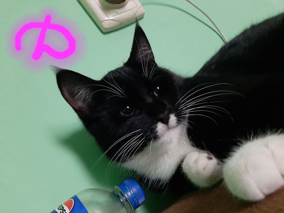 Отдаем котят в хорошие руки!