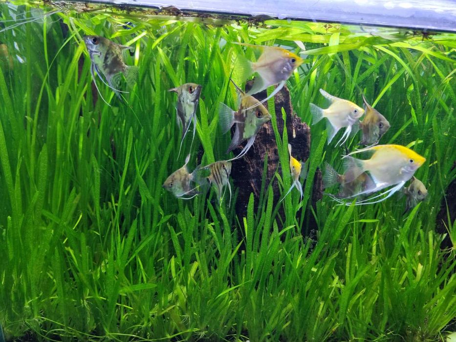 Plantas para aquário low tech