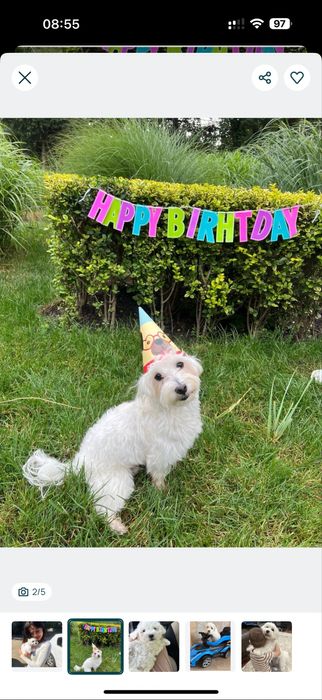 Неймовірнi ‼️ Мальтипу ,Xлопцi мальтезе/;; Мальтіпу;/