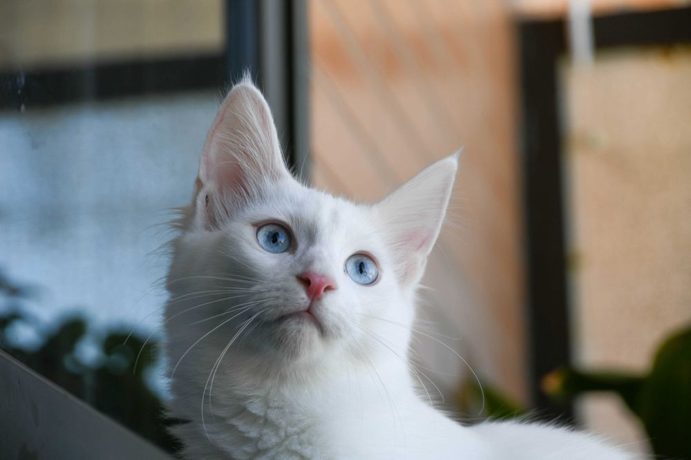 Bethânia: excelente exemplar. Angorá turca branca de olhos azuis