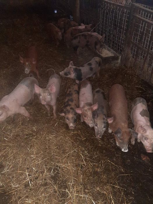 Білі поросята, м'ясна порода