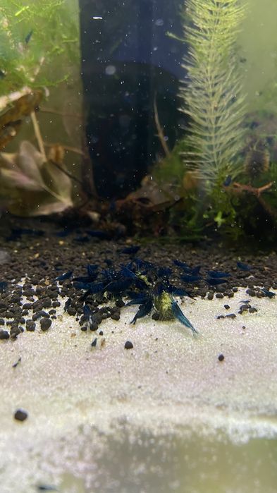 Krewetki neocaridina niebieskie blue dream
