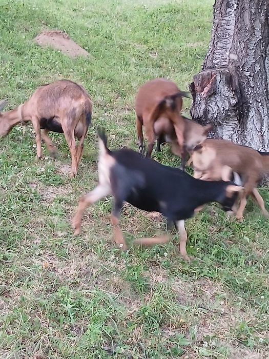 Камерунські та нігерійські кози