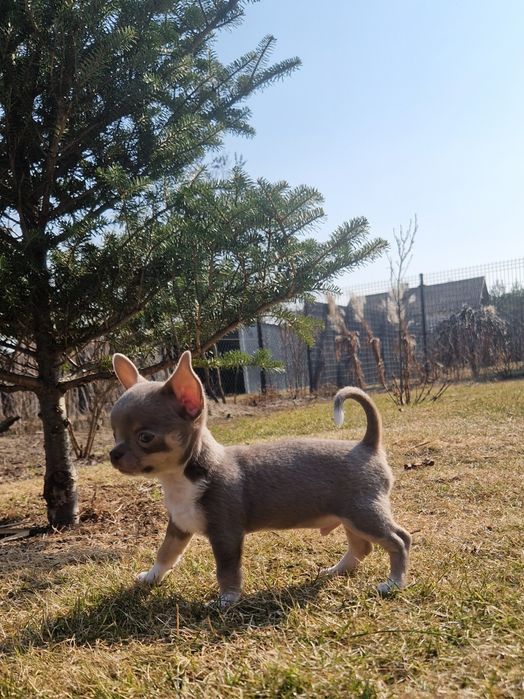 Chihuahua lilac tricolor-polecam