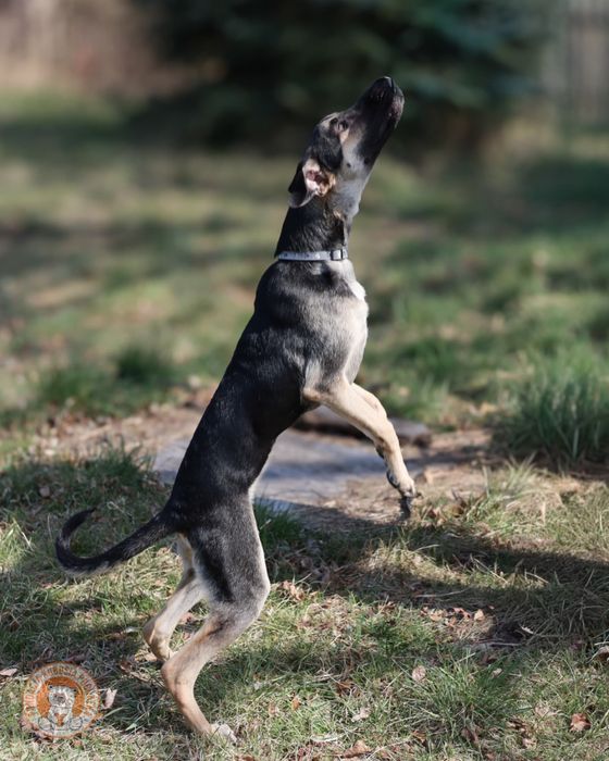Ciastek – młody, energiczny pies do adopcji - Wrocław