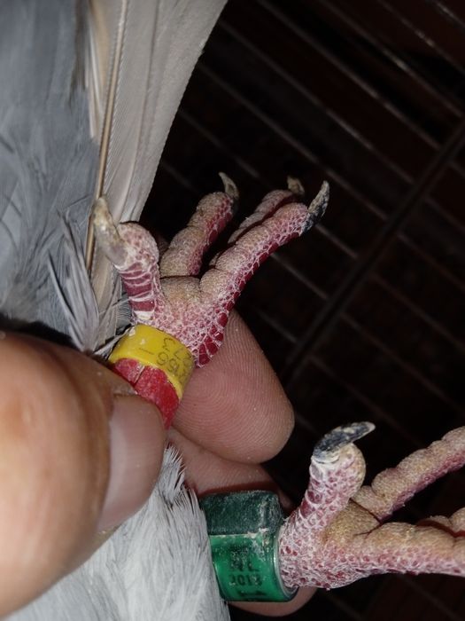 Gołębie pocztowe NL