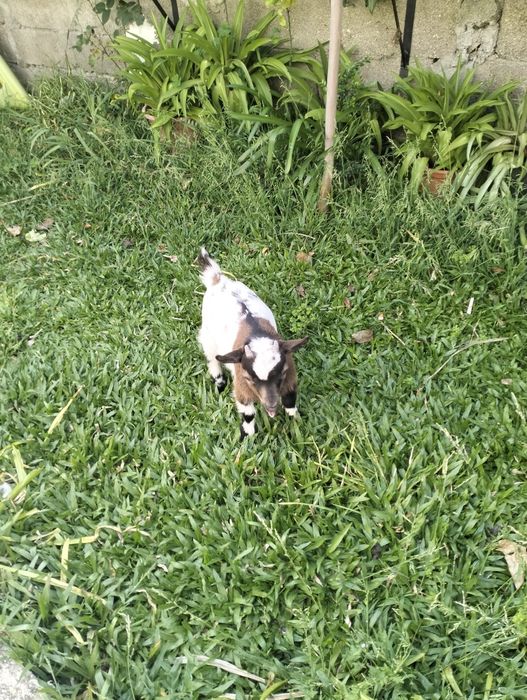 vendo cabrito anão