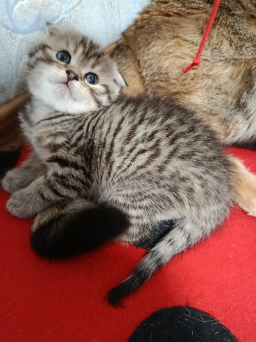 Котята шотландские вислоухие