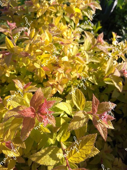 Сумах. Клематис. Бересклет. Лилии. Ирисы. Спирея. Тюльпаны.