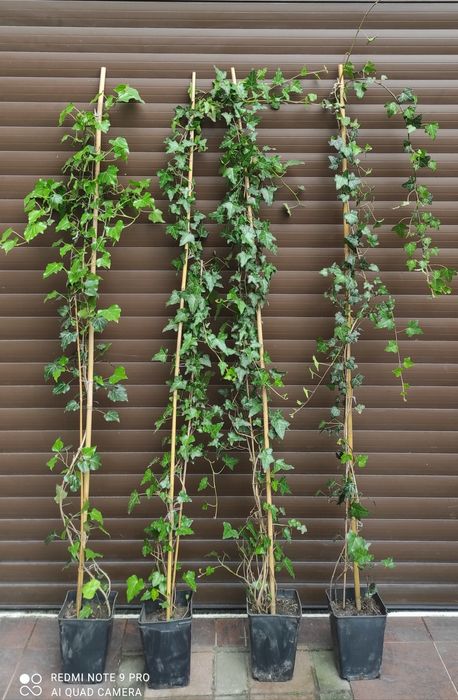 Bardzo duże bluszcze Hedera Helix 2-2,5m