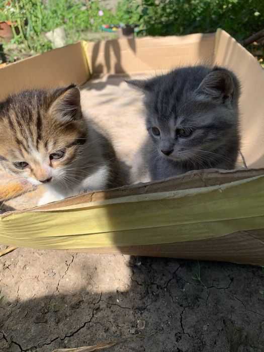 Прекрасные котята