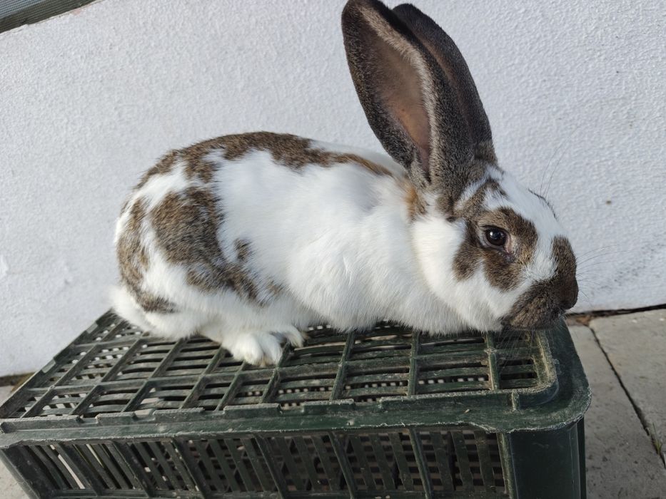 Mlode samiczki na sprzedaż