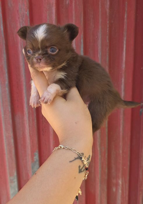 Chihuahua Miniatura Macho Pelo Comprido