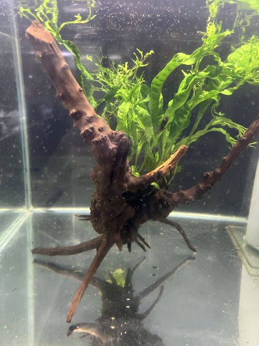 Korzen mangrowca do akwarium z microsorium i anubiasem