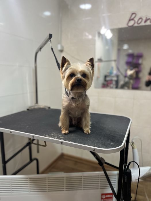 Груминг для животных