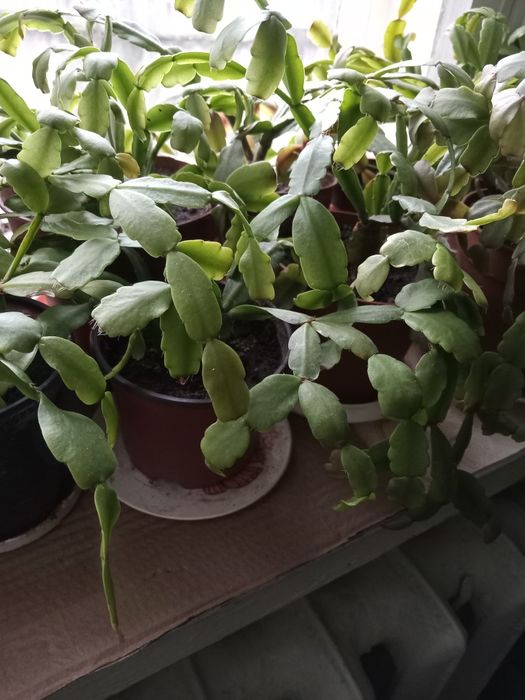 Акція!!!Шлюмбергера,різдвяник