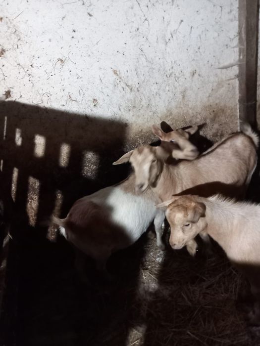 Vendo ou troco 2 cabras pranhas e 3 chibos