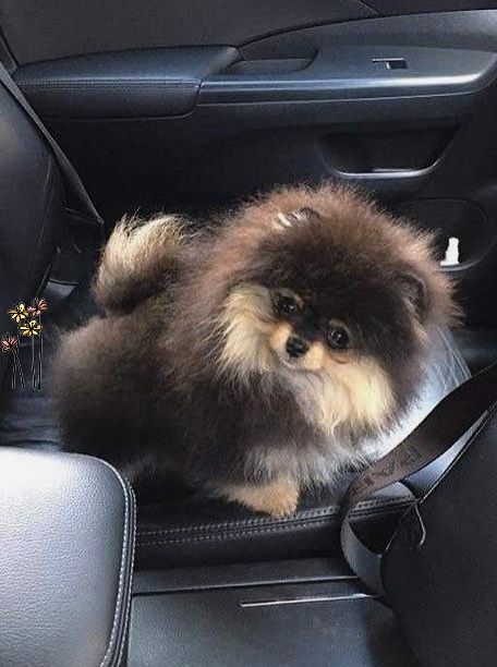 Міні дівчатка померанського шпіца