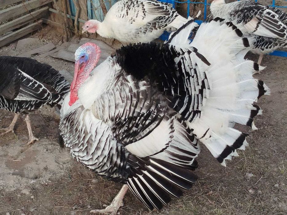 Продам індики та індички