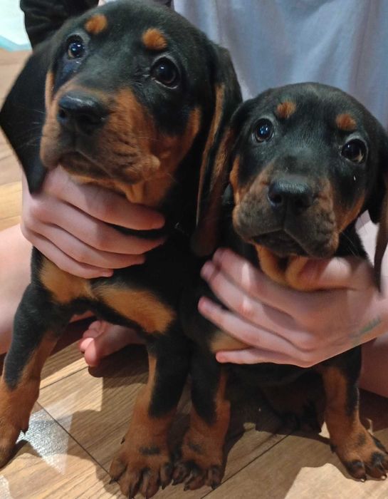 Oddam za darmo dwie suczki rasy gończy polski