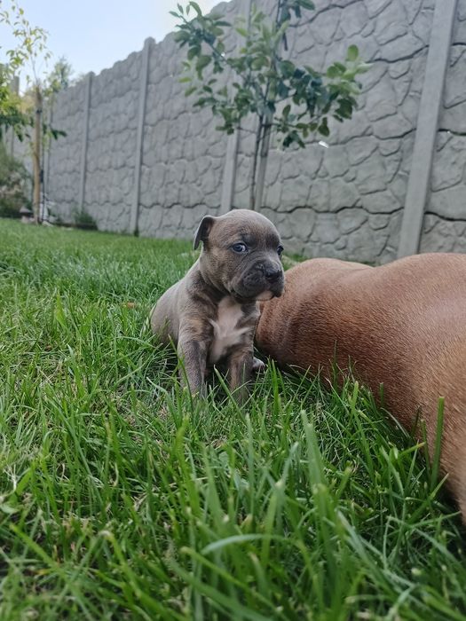 American Staffordshire Terrier Blue rodowód