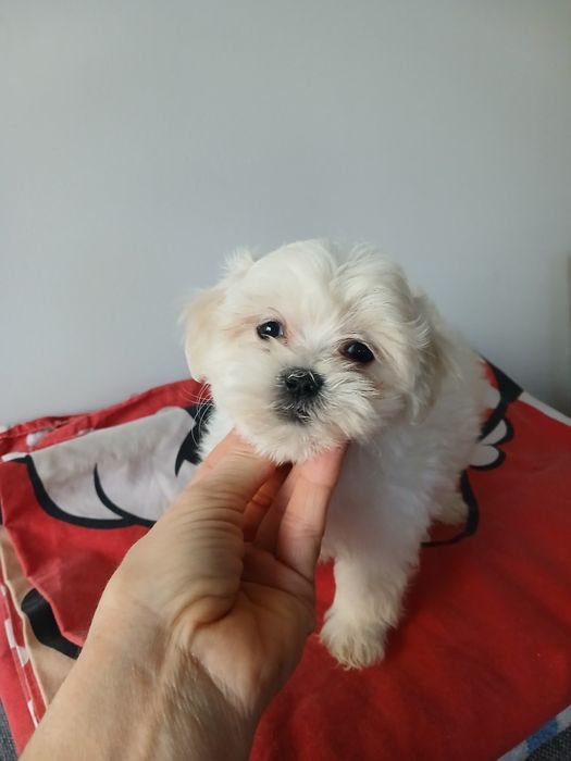 Shih tzu,  maltanczyk MALSHI -suczka-