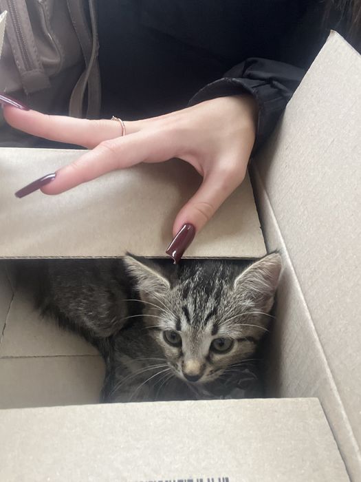 маленьке кошеня