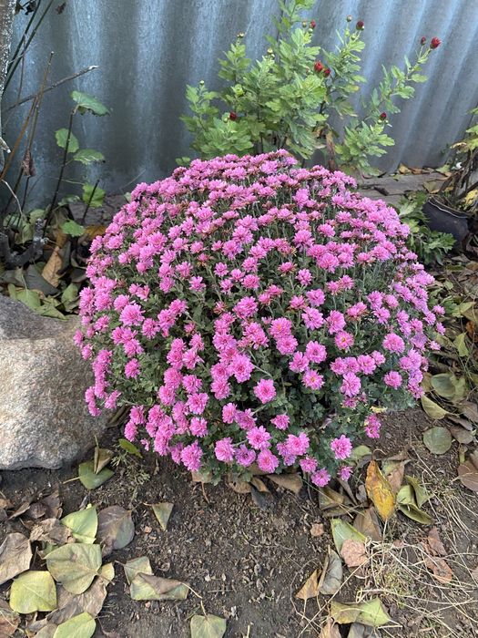 Маточні кущі хризантем мультифлора