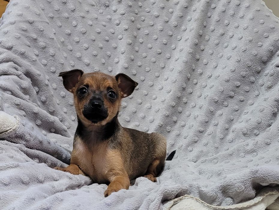 Pinscher miniatura femea