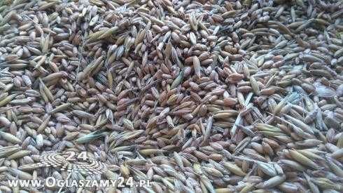 Mieszanka jara:pszenica monsun,pszenżyto dublet,jęczmień,owies Bingo