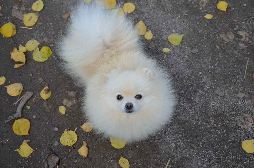 Кремовая померанка ( мини)в поиске семьи.