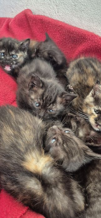 Gatinhos doação Aveiro