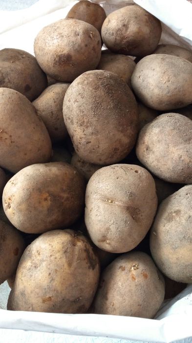 Ziemniaki. Soraya 0,50gr/ 1 kg