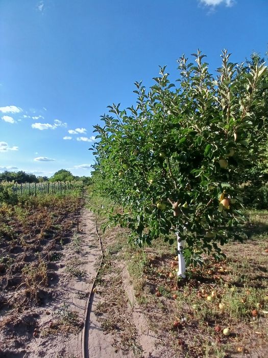 Продам дачу неподалік міста Канева в селі  Тростянець