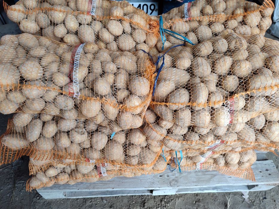 Ziemniaki sadzeniaki denar denary