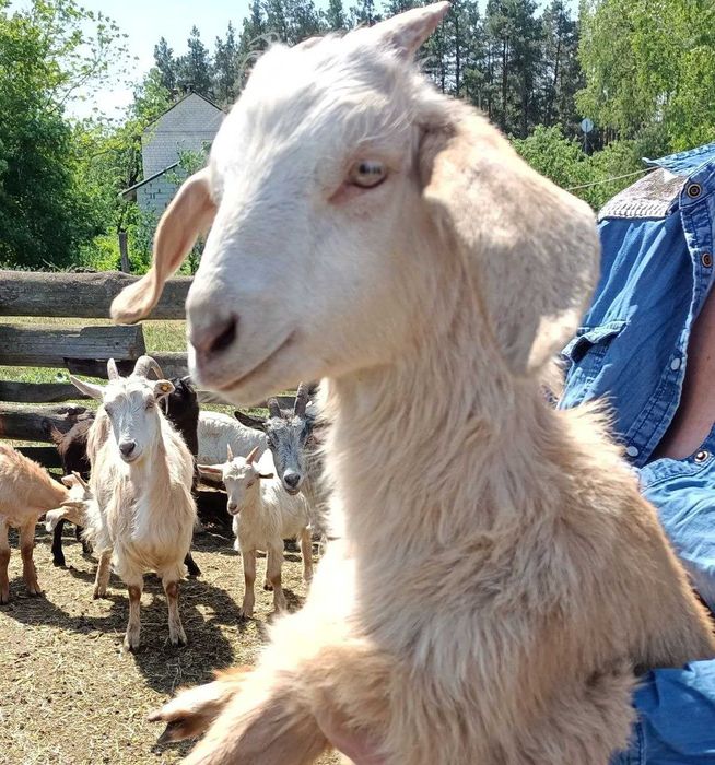 Продаємо стадо кіз