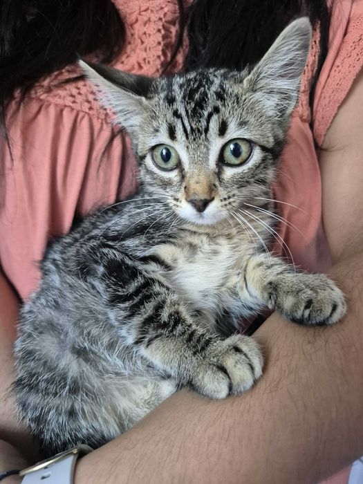Gata bebé fêmea para adoção responsável